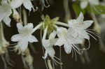 Alabama azalea